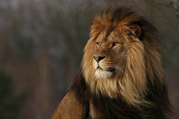 The Last Kingdom of the Lion