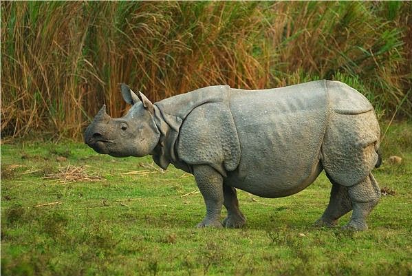 Kaziranga & Assam