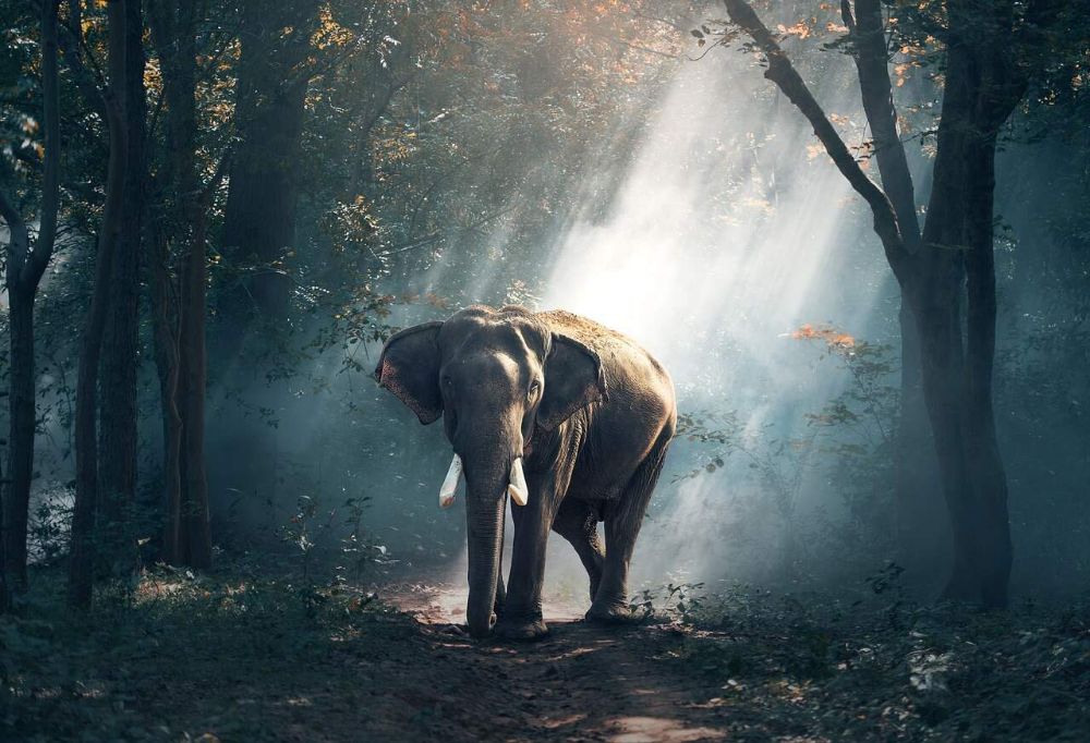 Periyar — The Elephants