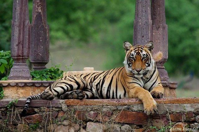 Tiger Country